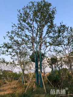 80公分(3杆)丛生乌桕