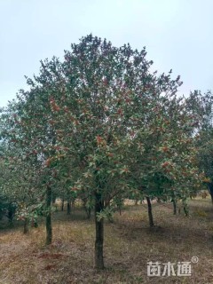 15公分红果冬青