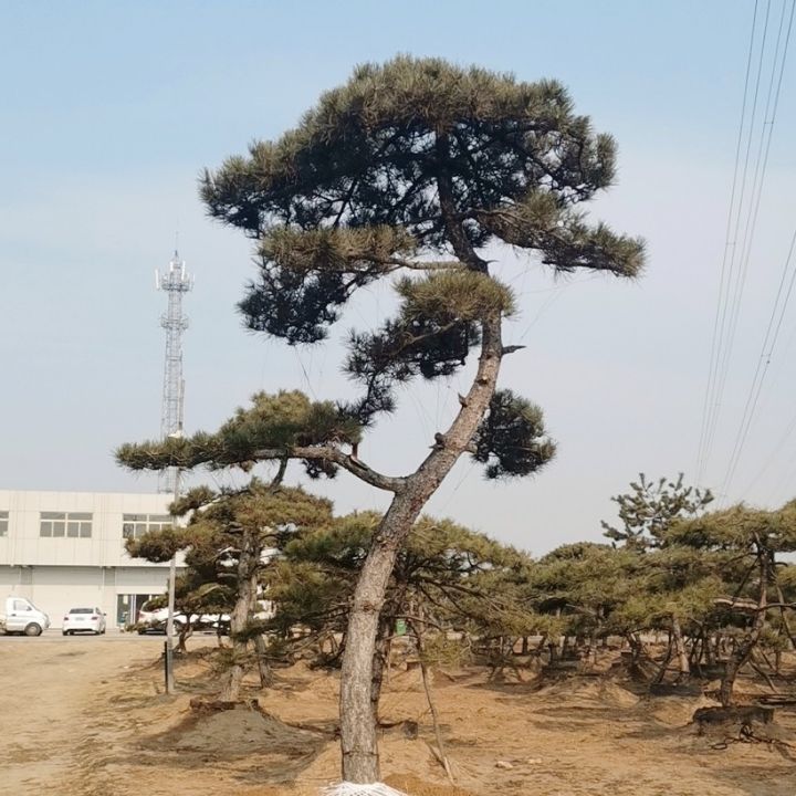 高度300厘米华山松