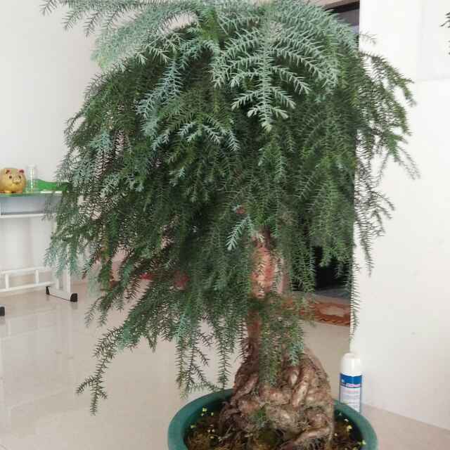4公分木荷
