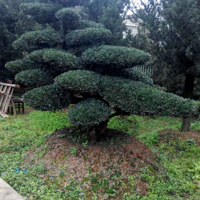 冠幅350厘米雀舌黄杨球