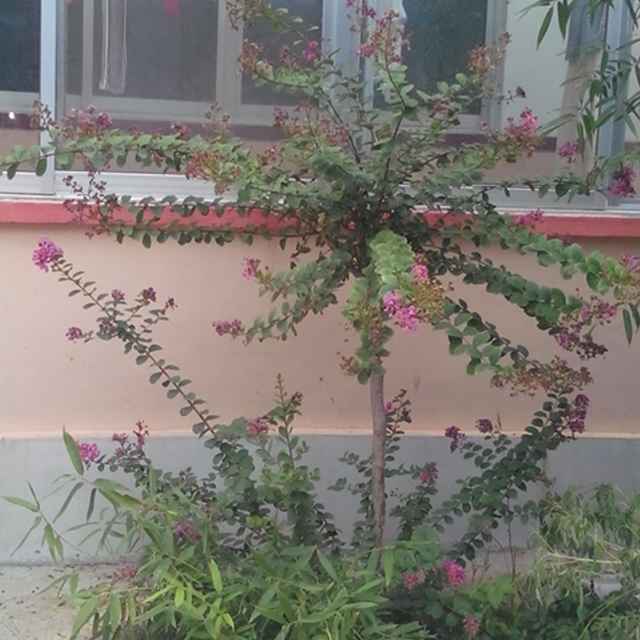刺槐